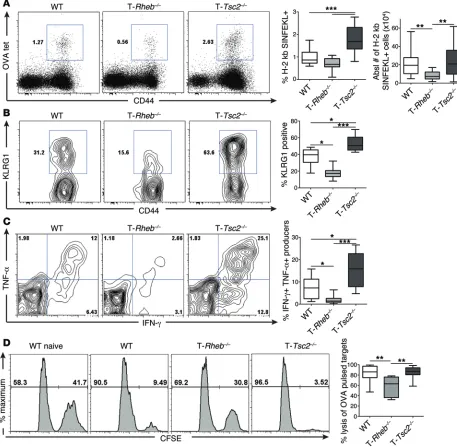 Figure 3. mTORC1 activity is required for effector generation in vivo. WT, T-to the right (transfer, with statistics shown to the right (whiskers represent the minimum and maximum values, the box boundaries represent the 25th and 75th percentiles, and the 