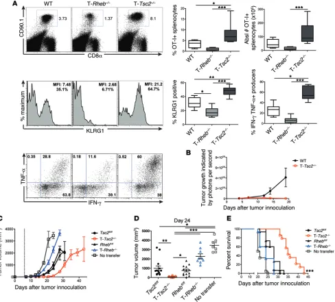 Figure 4. The ability of hyperactive mTORC1 signaling to promote effector function is cell intrinsic