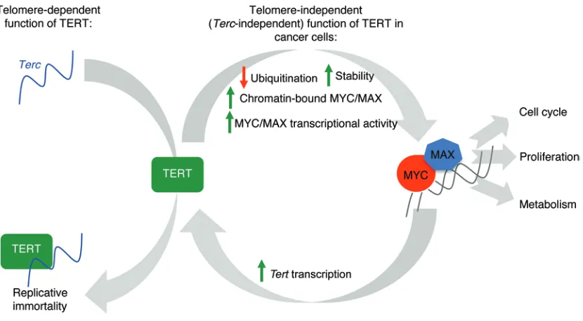 Figure 7. Graphical model. TERT levels, which limit the reconstitution of telomerase activity in normal cells, are upregulated by increased MYC in cancer cells
