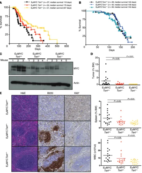 Figure 2. Homozygous deletion of Tertthe mean. (tumor weights in 12-week-old E delays MYC-driven lymphomagenesis in vivo