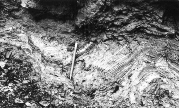 Figure 5: Chara globularis; histograms of some parameters, measured on  1 0 0 gyrogonites from  M V 4 ho­