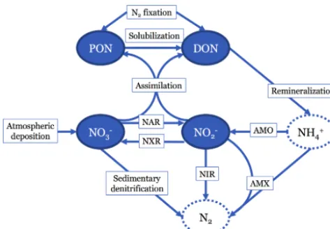 Figure 1. Diagram showing the nitrogen (N) cycle processes rep-tion (NIR), and anammox (AMX)