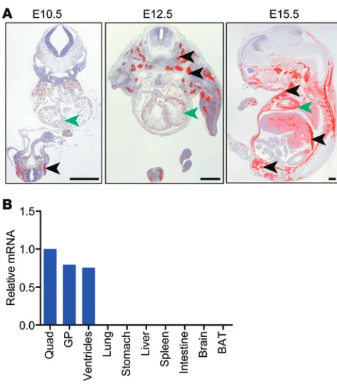 Figure 1. Lmod3 is expressed selectively in the skeletal muscle and heart.(A) ISH analysis was performed on transverse sections of E10.5 and E12.5 