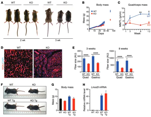 Figure 3. Lmod3-KO mice have a failure-to-thrive phenotype, which is rescued by the MCK-Lmod3 transgene