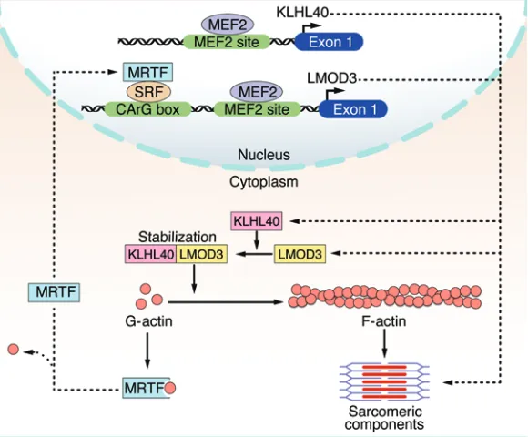 Figure 7. A model for the role of LMOD3 and KLHL40 in actin cycling and MRTF/SRF- and MEF2-dependent transcription
