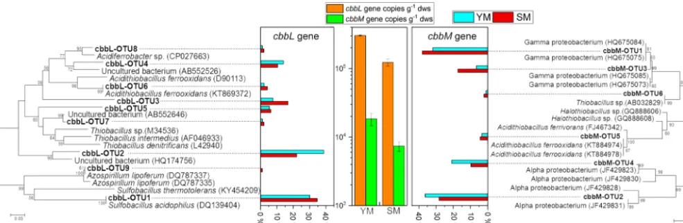 Figure 6. Phylogenetic tree of translatedcbbL cbbL and cbbM sequences in the heavy fractions from YM and SM treated with FeS2