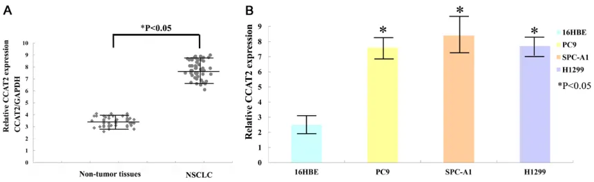 Figure 1. Comparison of CCAT2 in NSCLC tissues and cell lines. A. Relative CCAT2 expression in NSCLC and non-tumor tissues