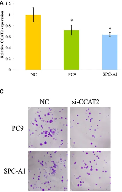 Figure 2. Knockdown the CCAT2 in NSCLC cell lines. A: Expressions of CCAT2 in NSCLC cell lines treated by si-CCAT2 and NC in this study
