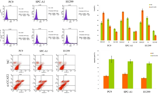Figure 3. Effects of knockdown the CCAT2 gene on NSCLC cell lines for cell cycle and apoptosis analysis