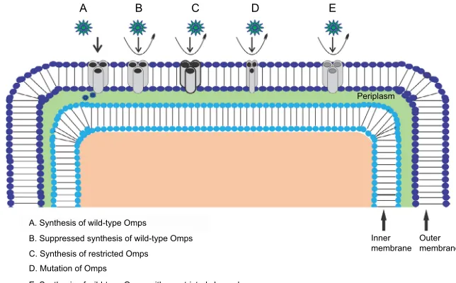 Figure 2 Antibiotic resistance mechanism associated with Omps modification. Antibiotic β-lactam molecules are represented by green stars, and Omps as trimers by gray cylinder