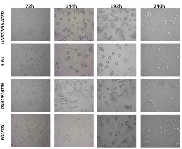 Figure 2. Colon CSC stem cells pre- and post-treatment with 5-FU, oxaliplatin and their combination over 240 h incubation
