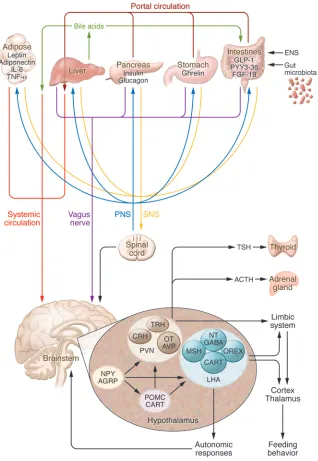 Figure 1. Schematic diagram illustrating the mechanisms involved in regulating feeding behavior