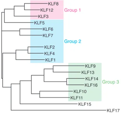 Figure 2. KLF phyologenetic tree. Analysis was conducted with full-length protein sequences using ClustalW to generate phylogenetic relationships between KLFs