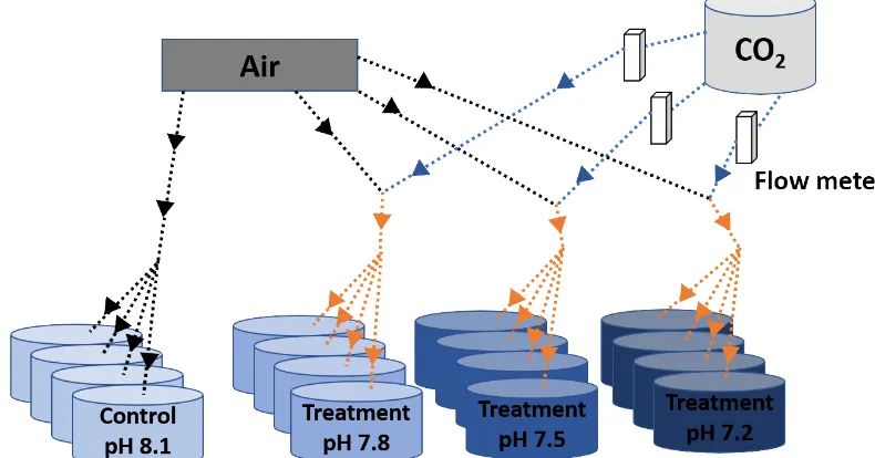 Figure 1. Scheme of the experimental system. Decreased pH conditions were obtained through bubbling CO2-enriched air with the appro-priate CO2 concentration