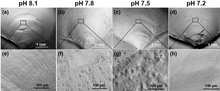 Figure 2. Scanning electron micrographs of 35-day-old juveniletreatment pH 7.8shells. Panelsstructures at pH 8.1.level of organization at pH 7.5