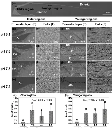 Figure 3. Microstructures were observed in the cross-sectional shell surfaces of 35-day-old juvenile Magallana angulata