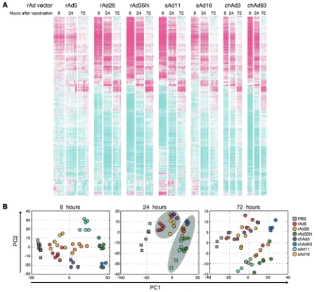 Figure 4. Characterization of innate gene activation in vivo after rAd vaccination. (A) Heat map analysis of all genes that were significantly upregulated or downregulated in the dLNs at 8, 24, and 72 hours after vaccination with each rAd