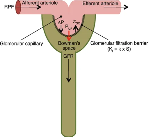 Figure 4. Schematic of glomerular filtration. The GFR is dependent on pressure across the glomerular filtration barrier is described by the Kforces across the glomerular capillary and is the difference between the ΔRPF, PUFfP and the  and the Kπ (P = ΔP – 