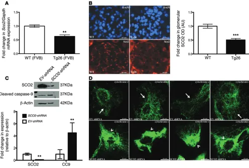 Figure 10. SCO2, a downstream target of KLF6, is critical to preventing the activation of intrinsic apoptotic pathway