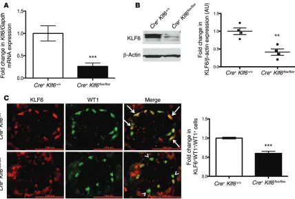 Figure 2. Podocyte-specific knockdown of Klf6developed after KLF6). The right panel shows the quantification of KLF6 by densitometry (cence staining for KLF6 and WT1 was performed in 10-week-old and WT1Podocin-Cre Klf6 in Podocin-Cre Klf6fl/fl mice was con