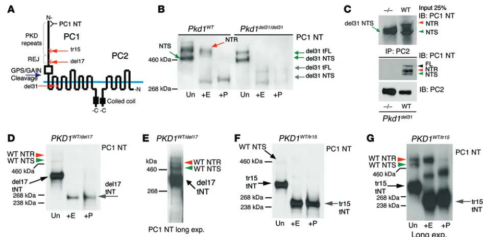 Figure 7. Analysis of maturation of endogenous PC1 truncation mutants. (PC1 NT antibody