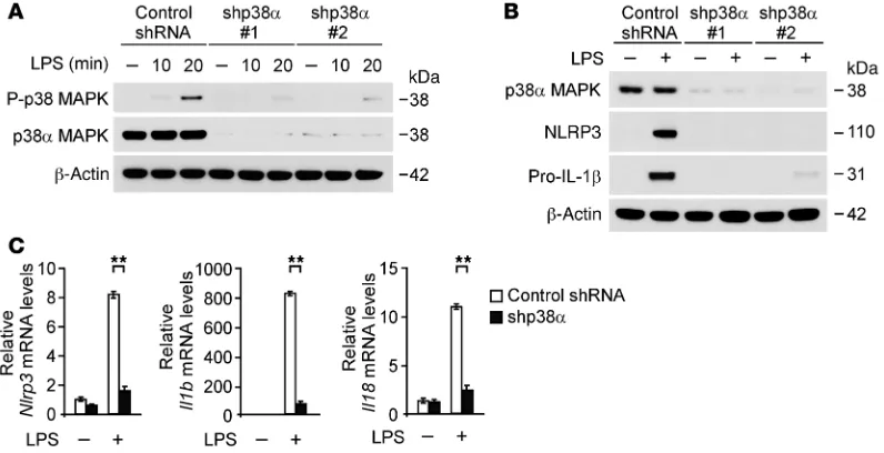 Figure 8. p38 MAPK regulates NLRP3 and IL-1β expression in macrophages. (A) Immunoblot analysis for activation of p38 MAPK in cell lysates from wild-type mouse peritoneal macrophages transduced with lentiviruses expressing non-target shRNA or 2 independent