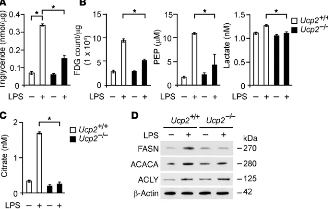 Figure 4. UCP2 regulates lipid synthesis via FASN in macrophages. (lactate production in A) TGs in Ucp2+/+ or Ucp2–/– BMDMs treated with LPS (500 ng/ml) for 4 hours