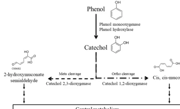 Figure 1. Main phenol biodegradation pathways described for aerobic microorganisms as referred to in the KEGG database.