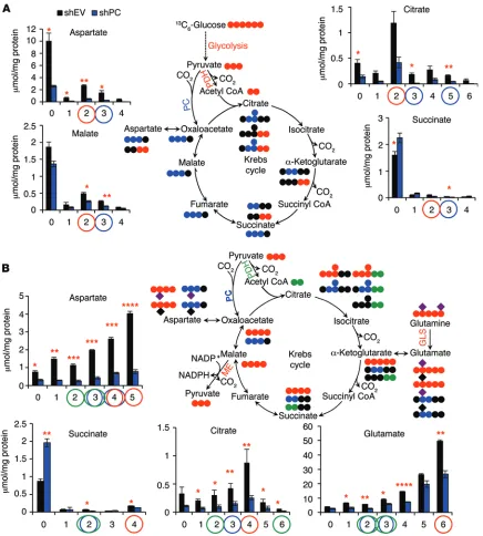 Figure 5. PC knockdown perturbs glucose and glutamine flux through the Krebs cycle. (tracked by blue dots in the atom-resolved map and blue circles in the bar graphs; see also Figure 2C)