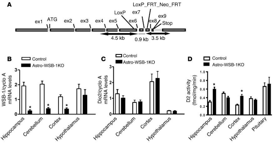 Figure 2. Studies of the Astro-WSB-1KO mouse. (control mice. (mouse is crossed with the SOCS box located in exon 9