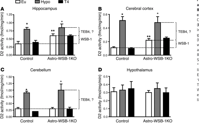 Figure 3. D2 activity in different areas of the brains of Astro-WS-The lines and the brackets labeled WSB-1 or TEB4 indicate the estimated role of each ubiquitin B-1KO and GFAP-Cre littermate controls.A) Hippocampus
