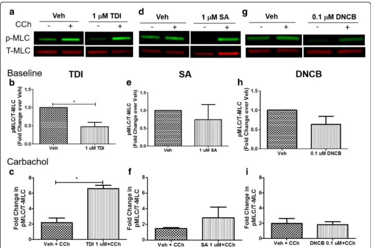 Fig. 3 TDI enhances carbachol-induced phosphorylation of myosin light chain in HASM cells