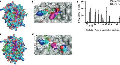 Figure 8. Different molecular recognition patterns of autologous versus allogeneic repertoire–derived survivin-specific TCRs