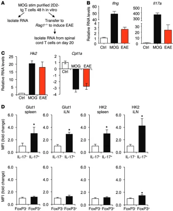 Figure 1. Teffs, but not Tregs, upregulate glycolytic metabolism during inflammatory processes in vivo