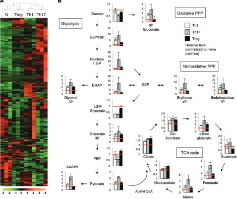 Figure 4. Metabolomic profiling of CD4+split 1:2, and cultured with IL-2 alone for an additional 2 days to generate Th1, Th17, or Tregs