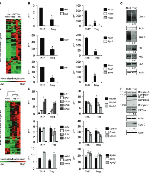 Figure 5. Th17 cells and Tregs have distinct metabolic gene and protein expression. CD4representative of 2 (+CD25– T cells were polarized in vitro for 3 days, split 1:2, and cultured with IL-2 alone for an additional 2 days to generate Th17 or Tregs for (A