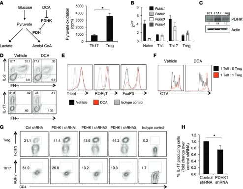 Figure 6. PDHK is required for Th17, but not Treg, function in vitro. CD4experiments. (cytometry