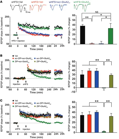 Figure 1. Active GluA2-dependent AMPAR endocytosis prevents the conversion of hippocampal CA1 decaying LTP into nondecaying LTP in freely moving rats.tion either before or after sHFS) causes sHFS-induced nondecaying LTP to decay and this is prevented by co