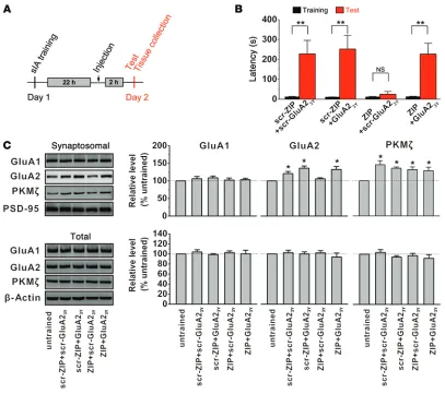 Figure 4. GluA2-dependent AMPAR endocytosis produced by PKMζZIP-induced reduction of GluA2, without affecting either GluA1 or PKMTukey’s post-hoc analysis