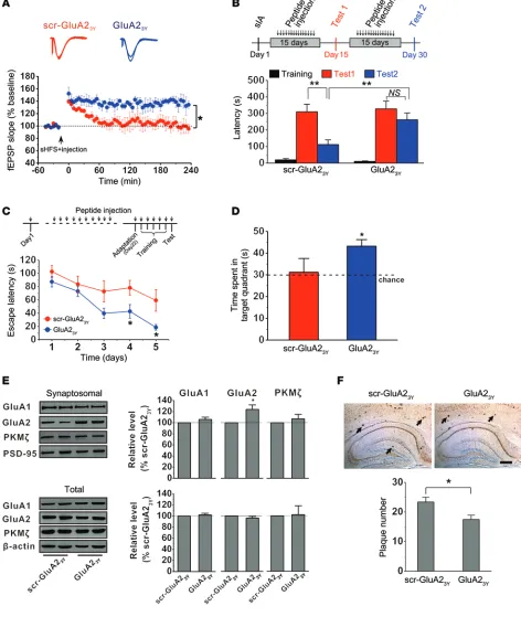 Figure 6. GluA2-dependent AMPAR endocytosis contributes to memory impairment in AD mice