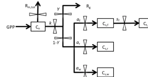 Figure 1. Structure of the carbon balance model. Pools are shownas boxes: Cn, nonstructural storage C; Cs,f, structural C in foliage;Cs,r, structural C in roots; Cs,w, structural C in wood
