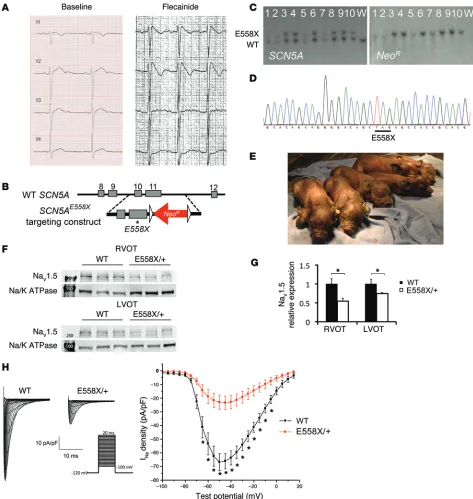 Figure 1. Generation of SCN5Asodium-potassium ATPase (Na/K ATPase) as loading control