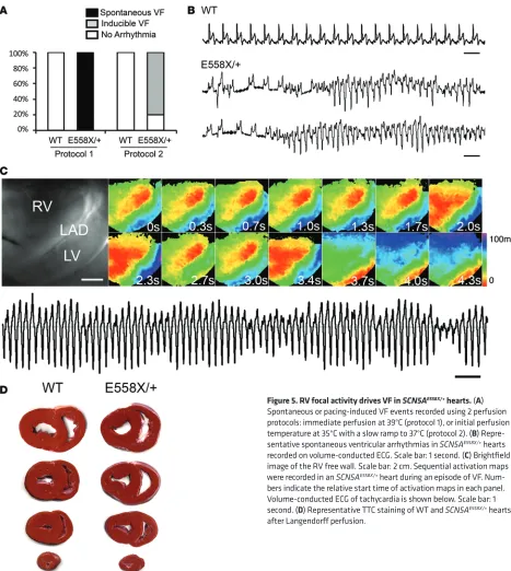 Figure 5. RV focal activity drives VF in SCN5Abers indicate the relative start time of activation maps in each panel