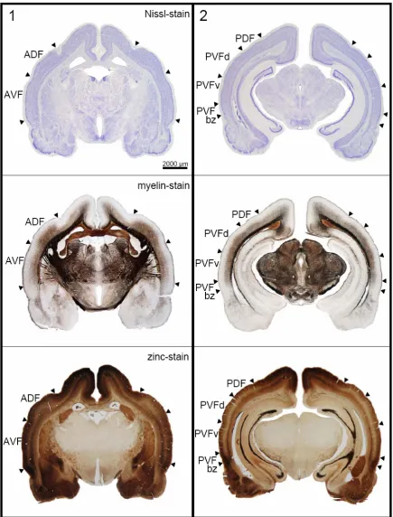 Fig. 2.2 Frontal sections at two rostro-caudal levels. The frontal sections are shown for positions indicated by the vertical lines in Fig