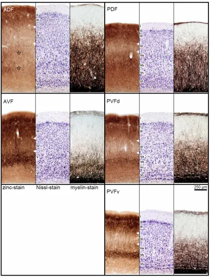 Fig. 2.3 Cut-outs of frontal sections from the centers of the different cortical fields