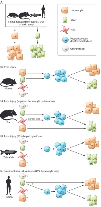 Figure 1. Schematic representation of cell regeneration in the liver after damage. (A) Par-tial hepatectomy or toxic injury activates hepa-tocytes and BECs, which are able to regenerate by self-duplication in all vertebrates studied