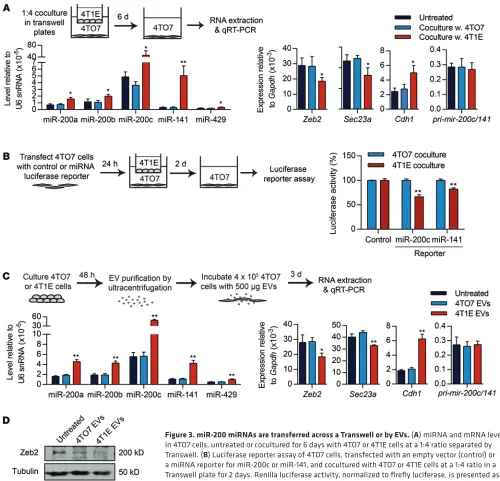 Figure 3. miR-200 miRNAs are transferred across a Transwell or by EVs. (A) miRNA and mRNA levels in 4TO7 cells, untreated or cocultured for 6 days with 4TO7 or 4T1E cells at a 1:4 ratio separated by Transwell