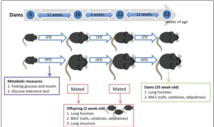 Fig. 1 Overview of the experiment . From 4 weeks of age, C57Bl/6 J female mice (n = 28) were separated into 2 treatment groups and fed either a low fat diet (LFD, n = 14) or high fat diet (HFD, n = 14)