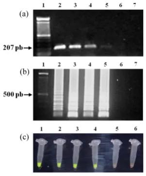 Figure 5. Assessment of LAMP sensitivity: (a) 1% agarose gel electrophoresis of C-PCR, Lanes 1: 100 bp DNA ladder; 2: 10 ng; 3: 1 ng; 4: 100 pg; 5: 10 pg; 6: 1 pg; 7: negative control; (b) 1% agarose gel electrophoresis of LAMP products
