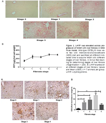 Figure 1. L-HYP was elevated across pro-gression of NASH with liver fibrosis in MCD mice model